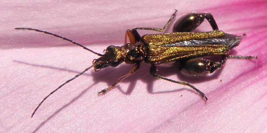 Oedemera flavipes